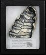 Mammoth Molar Slice - South Carolina #40971-1